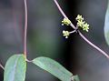 Umbelled Morinda